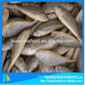 fresh frozen baby yellow croaker fish for sale with superior service